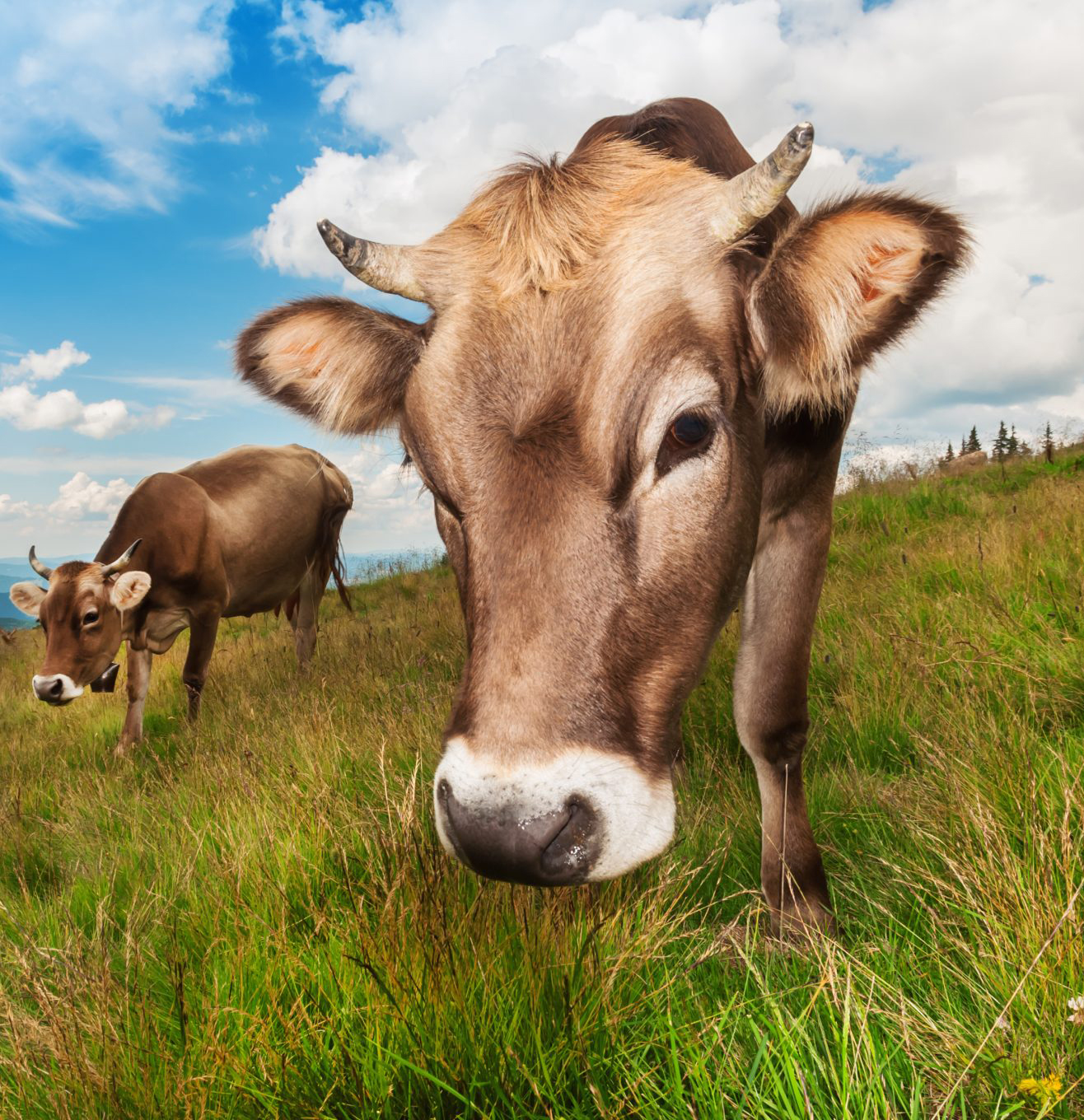 Two cows are eating grass